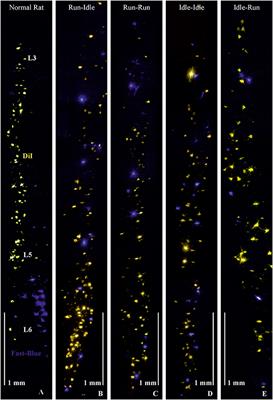 Treadmill training of rats after sciatic nerve graft does not alter accuracy of muscle reinnervation